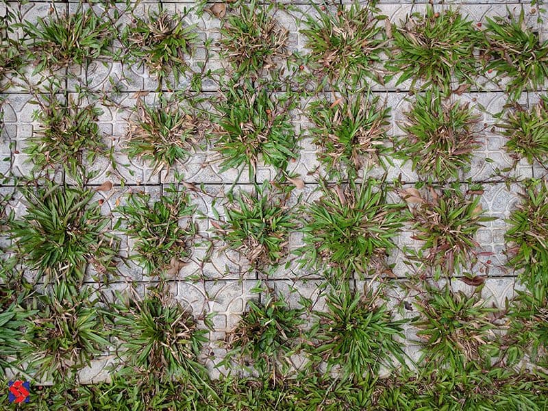 Sirex garden paver with grass growing through