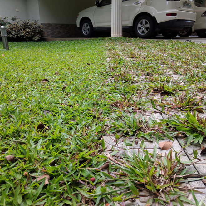 Affordable Garden tile